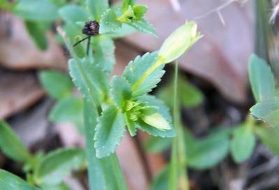 Mecardonia procumbens, photographed by Diana Foreman