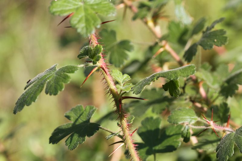 Ribes menziesii, photographed by Nicholas Wei