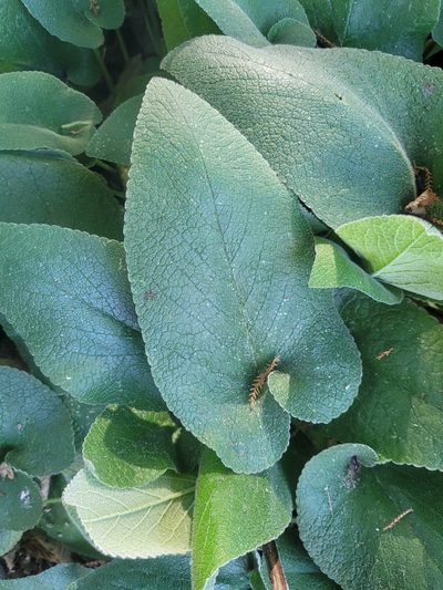 Phlomis russeliana, photographed by Julia Palmer