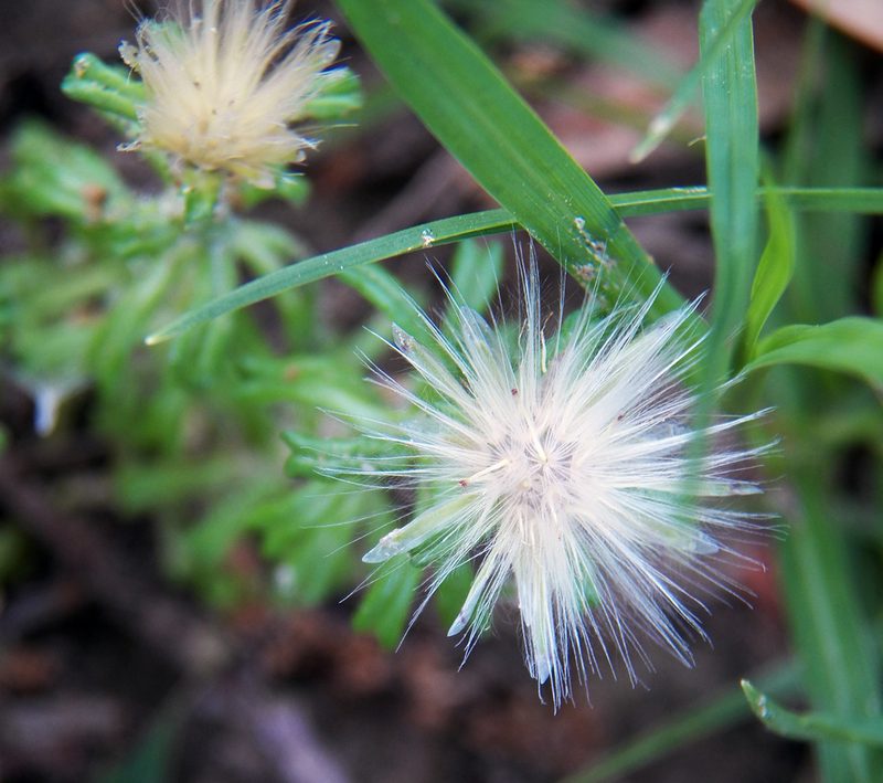 Facelis retusa, photographed by Diana Foreman