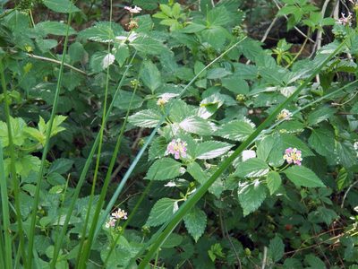 Lantana strigocamara, photographed by Diana Foreman
