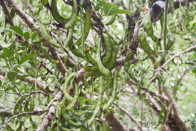 Zygia longifolia, photographed by Andres Hernandez