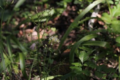 Toxicoscordion fremontii, photographed by Nicholas Wei