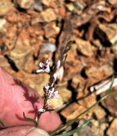 Polygonum spergulariiforme, photographed by Roger Raiche