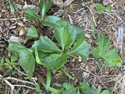 Cissus trifoliata, photographed by Brand R