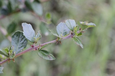 Ceanothus cuneatus, photographed by Nicholas Wei