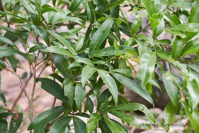 Zygia longifolia, photographed by Andres Hernandez