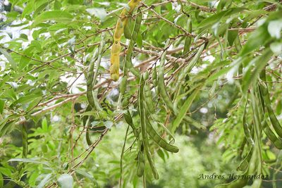 Zygia longifolia, photographed by Andres Hernandez