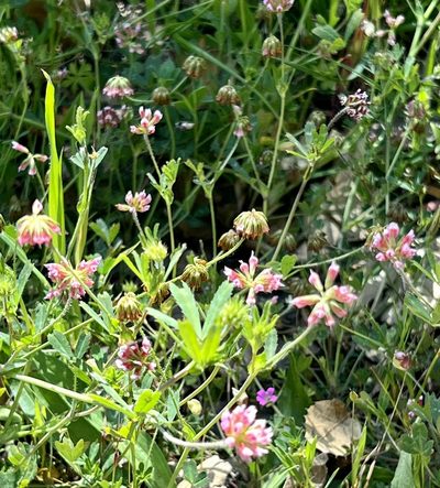 Trifolium bifidum, photographed by Chuck Wilson
