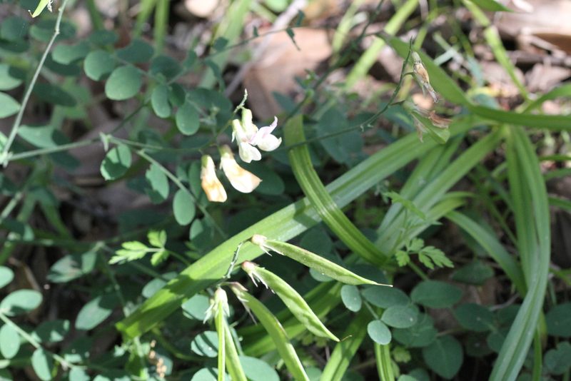 Lathyrus vestitus, photographed by Nicholas Wei