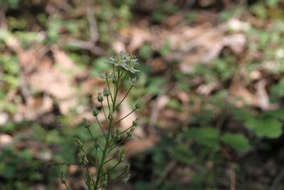 Toxicoscordion fremontii, photographed by Nicholas Wei