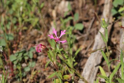 Clarkia concinna, photographed by Nicholas Wei