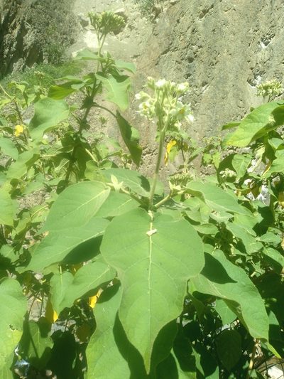 Solanum abutiloides, photographed by Alfredo F. Fuentes Claros