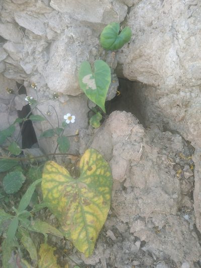 Ipomoea aristolochiifolia, photographed by Alfredo F. Fuentes Claros