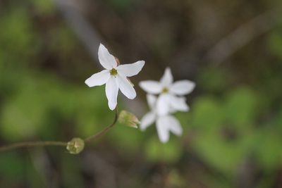 Lithophragma heterophyllum