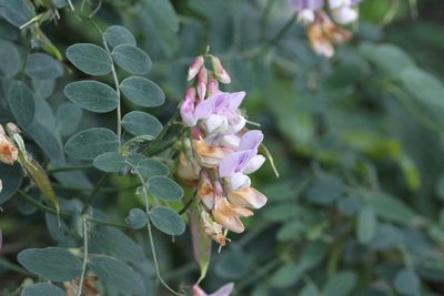 Lathyrus vestitus, photographed by Nicholas Wei