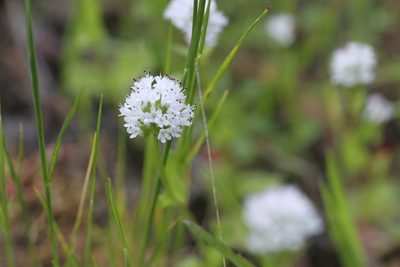 Valeriana macrocera, photographed by Nicholas Wei