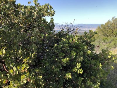 Arctostaphylos crustacea, photographed by Nicholas Wei