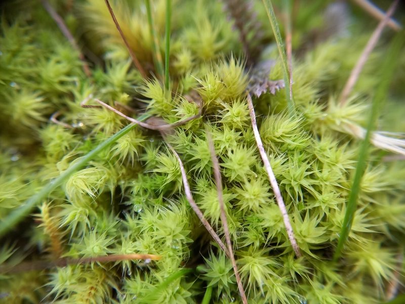 Breutelia affinis, photographed by Colin Meurk