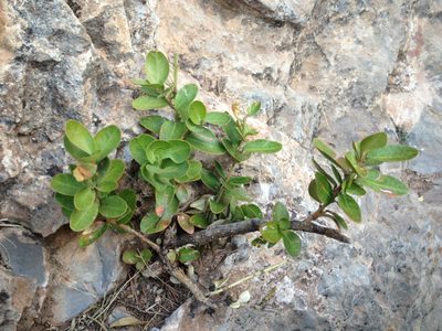 Buxus balearica, photographed by micha_el