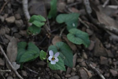 Viola ocellata, photographed by Nicholas Wei