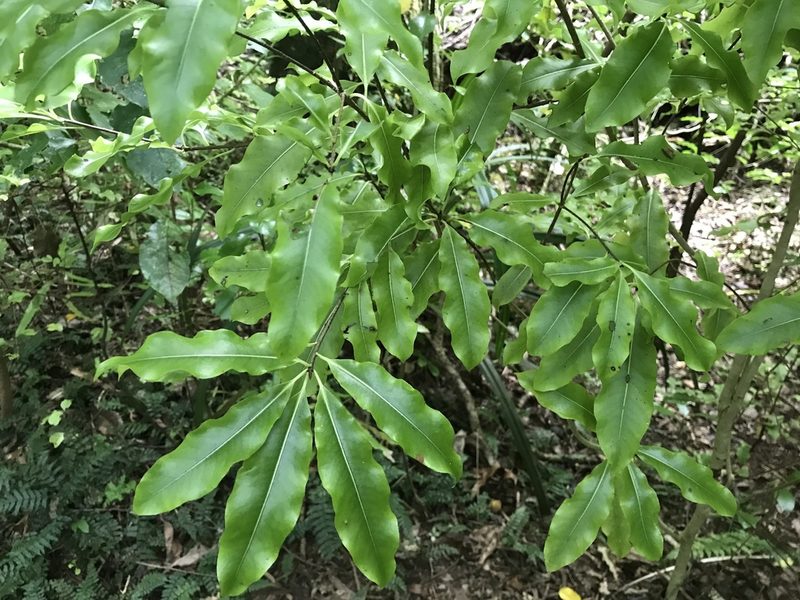 Pittosporum eugenioides, photographed by Halema J