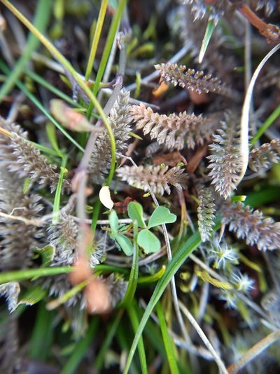 Leptinella serrulata, photographed by Colin Meurk