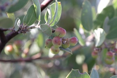 Arctostaphylos crustacea, photographed by Nicholas Wei