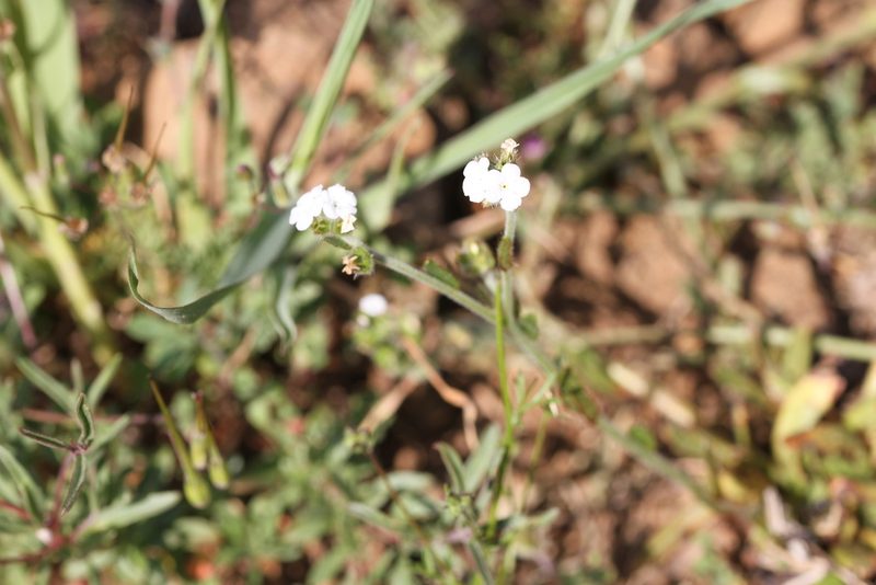 Plagiobothrys nothofulvus, photographed by Nicholas Wei