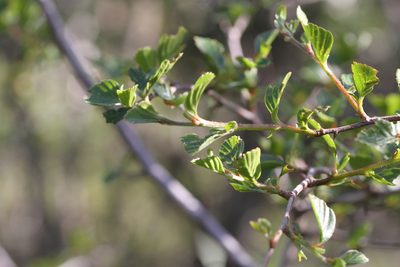 Cercocarpus betuloides, photographed by Nicholas Wei