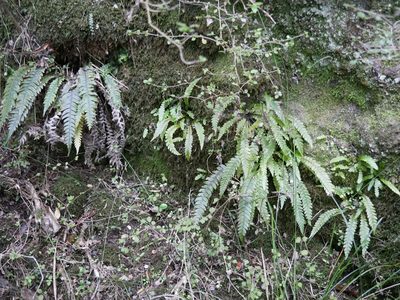 Austroblechnum lanceolatum, photographed by Alice Shanks