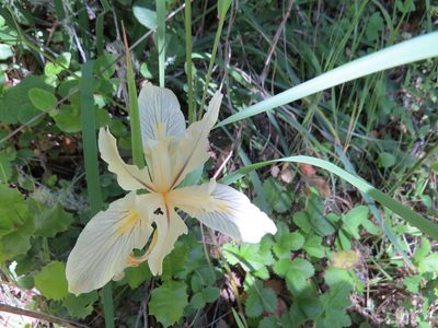 Iris fernaldii, photographed by Garth Harwood