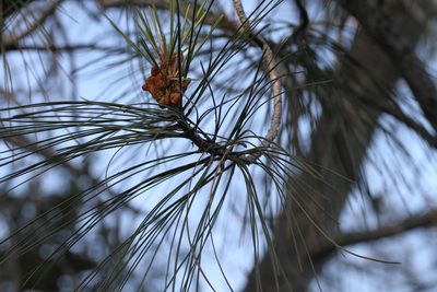 Pinus sabiniana, photographed by Nicholas Wei