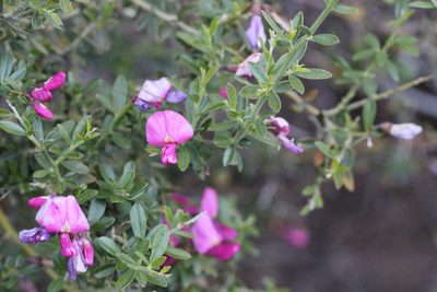 Pickeringia montana, photographed by Nicholas Wei