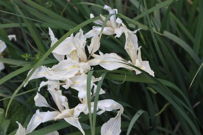 Iris fernaldii, photographed by Nicholas Wei