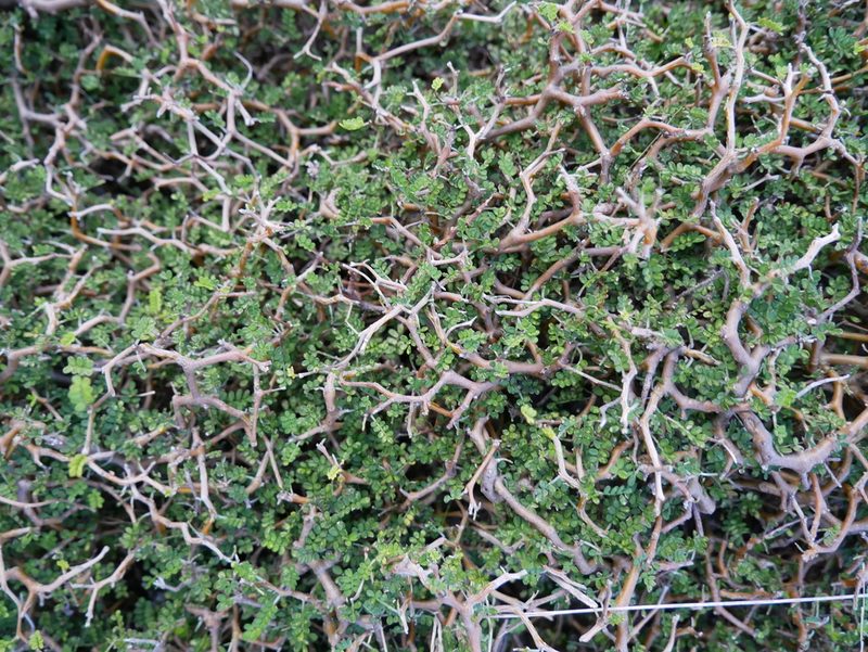 Sophora prostrata, photographed by Alice Shanks