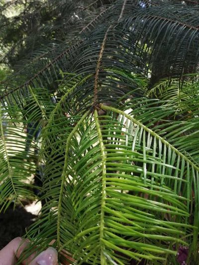 Abies flinckii, photographed by Georgina Baeza