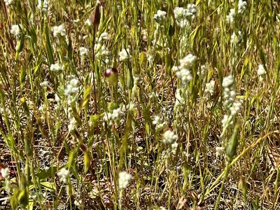 Micropus californicus, photographed by Chuck Wilson