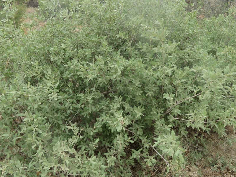 Quercus havardii, photographed by Brad Banner