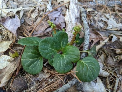 Pyrola chlorantha, photographed by Zac Peterson