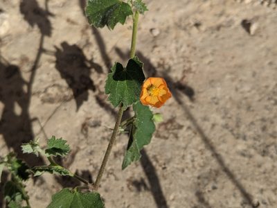 Abutilon parvulum, photographed by Norveig
