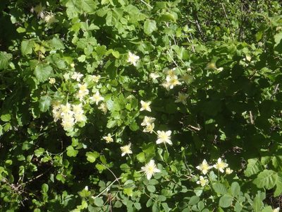 Clematis lasiantha, photographed by Tom and T Herman