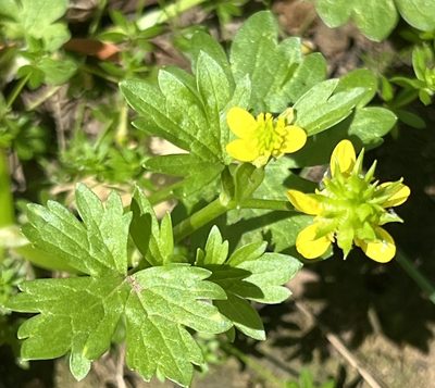 Ranunculus muricatus, photographed by Chuck Wilson