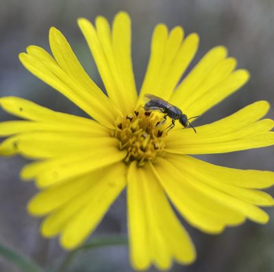 Madia elegans, photographed by Richard Peters