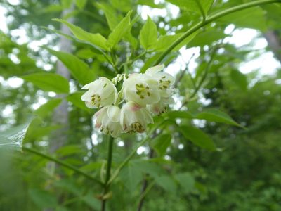 Staphylea pinnata, photographed by Michael Andresek