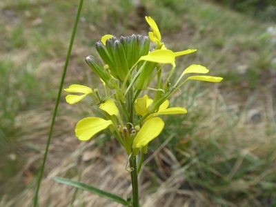 Erysimum sylvestre, photographed by Michael Andresek