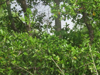 Quercus fusiformis, photographed by Brad Banner