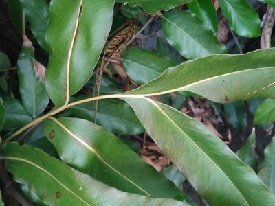 Acrostichum aureum