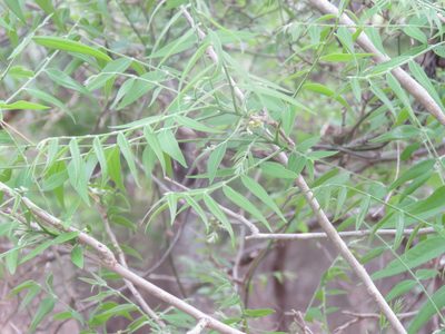Sapindus drummondii, photographed by Brad Banner