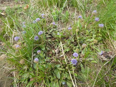 Globularia bisnagarica, photographed by Michael Andresek